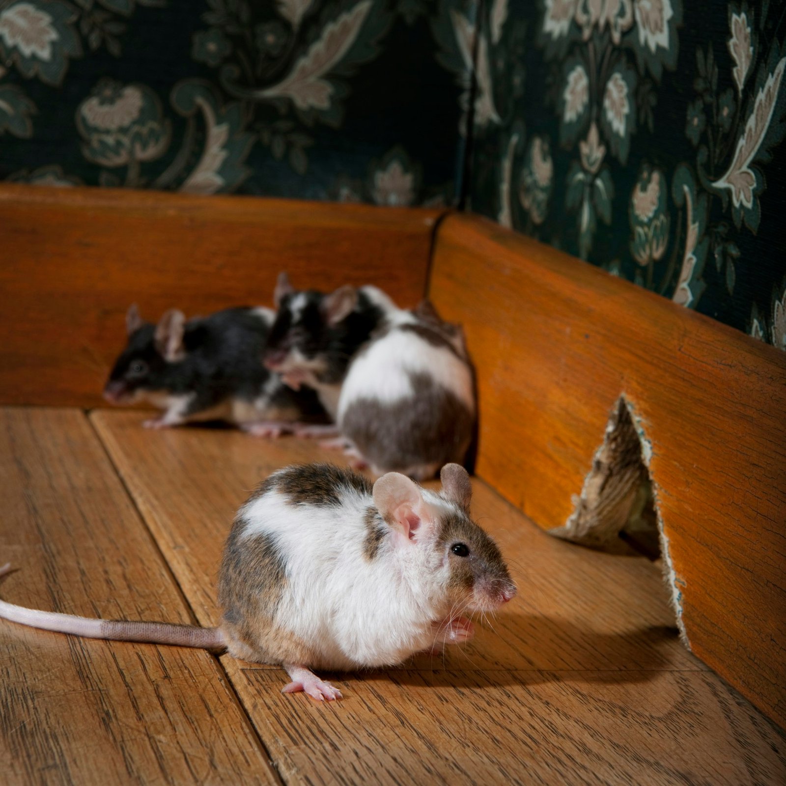 group of mice walking in a luxury old-fashioned room